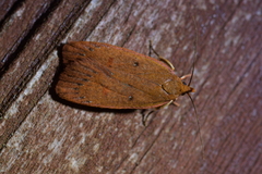 Cryptolechia rhodobapta