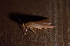 Cryptolechia rhodobapta