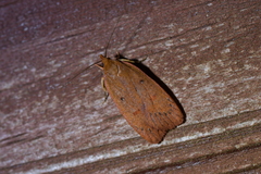 Cryptolechia rhodobapta