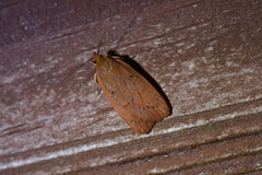 Cryptolechia rhodobapta