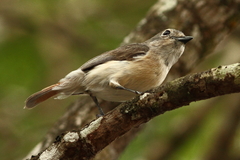 Calicalicus madagascariensis