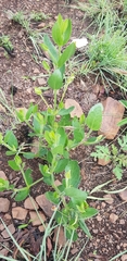 Thunbergia atriplicifolia