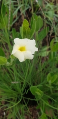 Thunbergia atriplicifolia