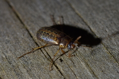Sericospilus