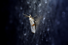 Leucotenes coprosmae