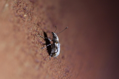 Isanthribus proximus