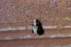 Isanthribus proximus