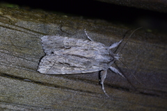 Physetica sequens