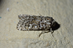 Ichneutica marmorata