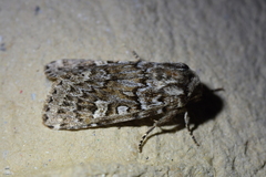 Ichneutica marmorata