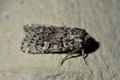 Ichneutica marmorata