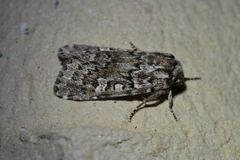 Ichneutica marmorata