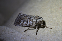 Ichneutica marmorata