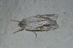 Physetica sequens