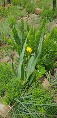 Hypoxis colchicifolia