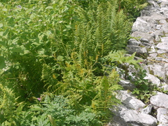 Corydalis cornuta