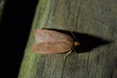 Cryptolechia rhodobapta