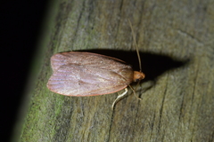 Cryptolechia rhodobapta