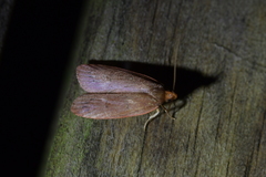 Cryptolechia rhodobapta