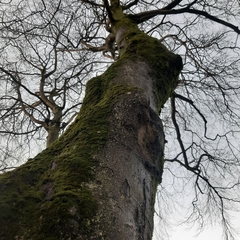 Fagus sylvatica
