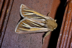 Ichneutica ceraunias