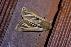 Ichneutica ceraunias