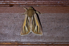 Ichneutica ceraunias