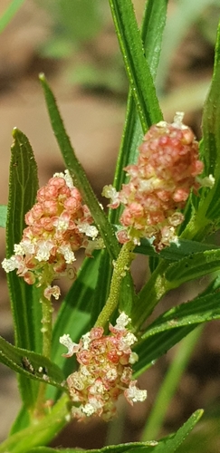 Image of Acalypha depressinervia by (c) Suvarna Parbhoo Mohan, some rights reserved (CC BY-SA)