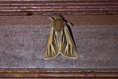 Ichneutica ceraunias