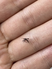 Aedes notoscriptus