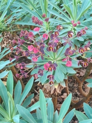 Euphorbia atropurpurea