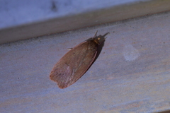 Cryptolechia rhodobapta