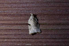 Leucotenes coprosmae