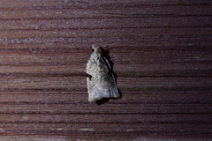 Leucotenes coprosmae