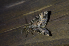 Pseudocoremia productata