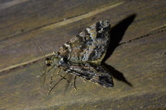 Pseudocoremia productata