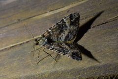 Pseudocoremia productata