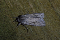 Physetica sequens