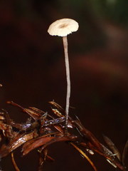 Paragymnopus sequoiae