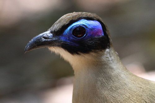 Giant Coua