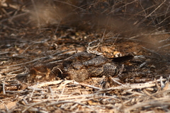Caprimulgus madagascariensis