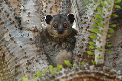 Lepilemur leucopus