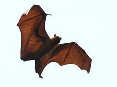 Pteropus rufus