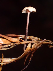 Paragymnopus sequoiae