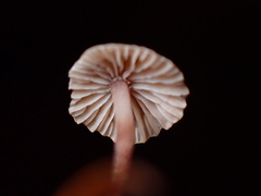 Paragymnopus sequoiae