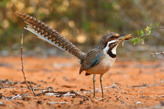 Uratelornis chimaera