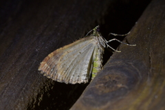 Austrocidaria similata