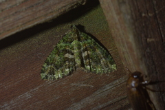 Austrocidaria similata