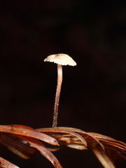 Paragymnopus sequoiae