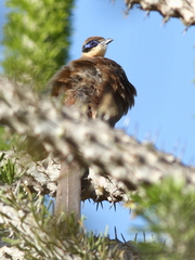 Coua ruficeps olivaceiceps
